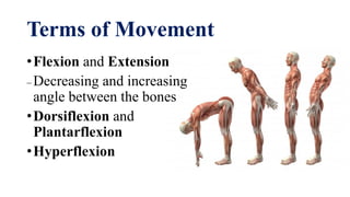 Introduction to anatomicomedical terms | PDF