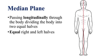 Introduction to anatomicomedical terms | PDF