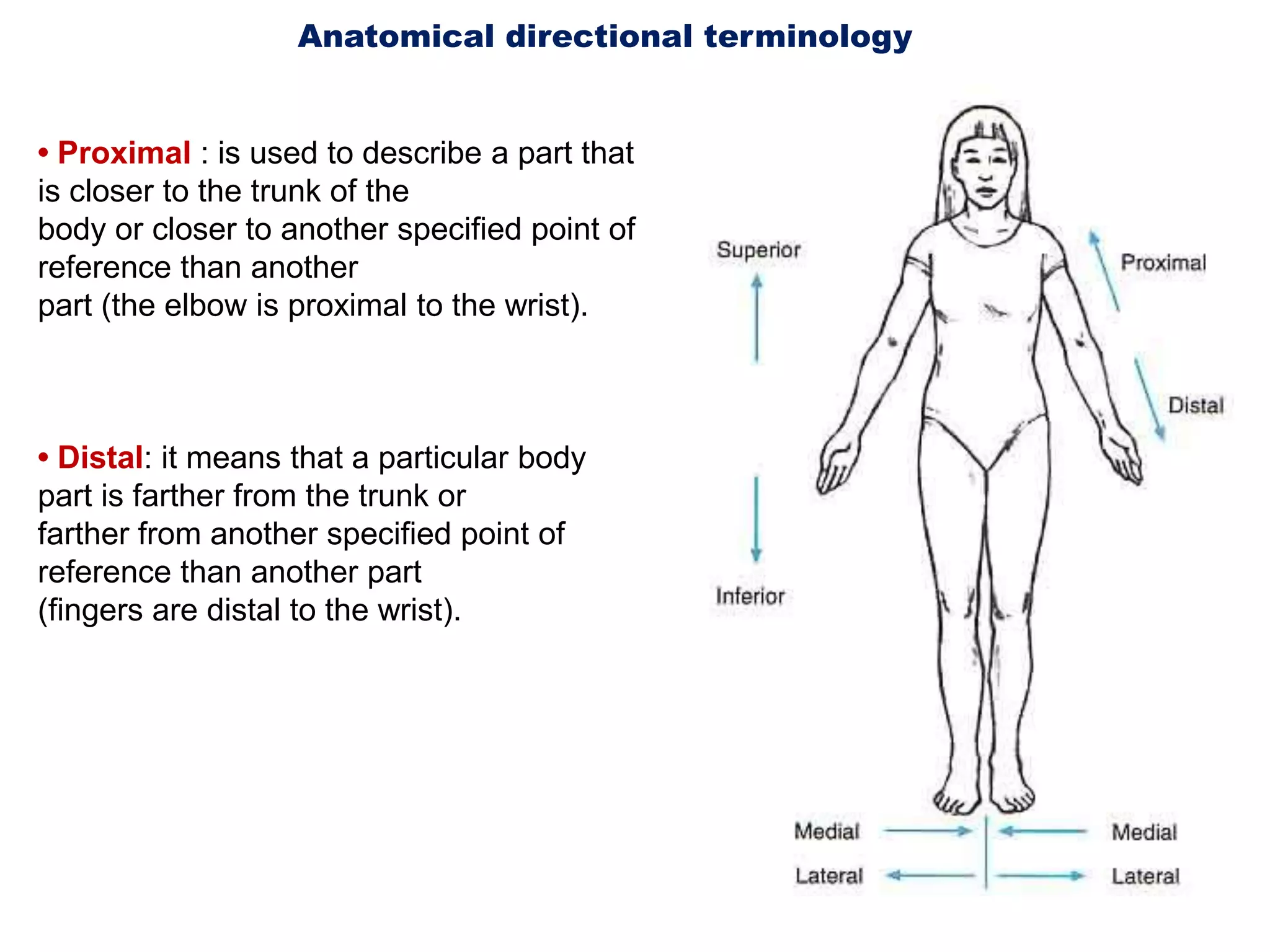 Anatomical directional terminology • Proximal : is used to describe a part that is closer to the trunk of thebody or closer to another specified point of reference than anotherpart (the elbow is proximal to the wrist).• Distal: it means that a particular body part is farther from the trunk orfarther from another specified point of reference than another part(fingers are distal to the wrist).