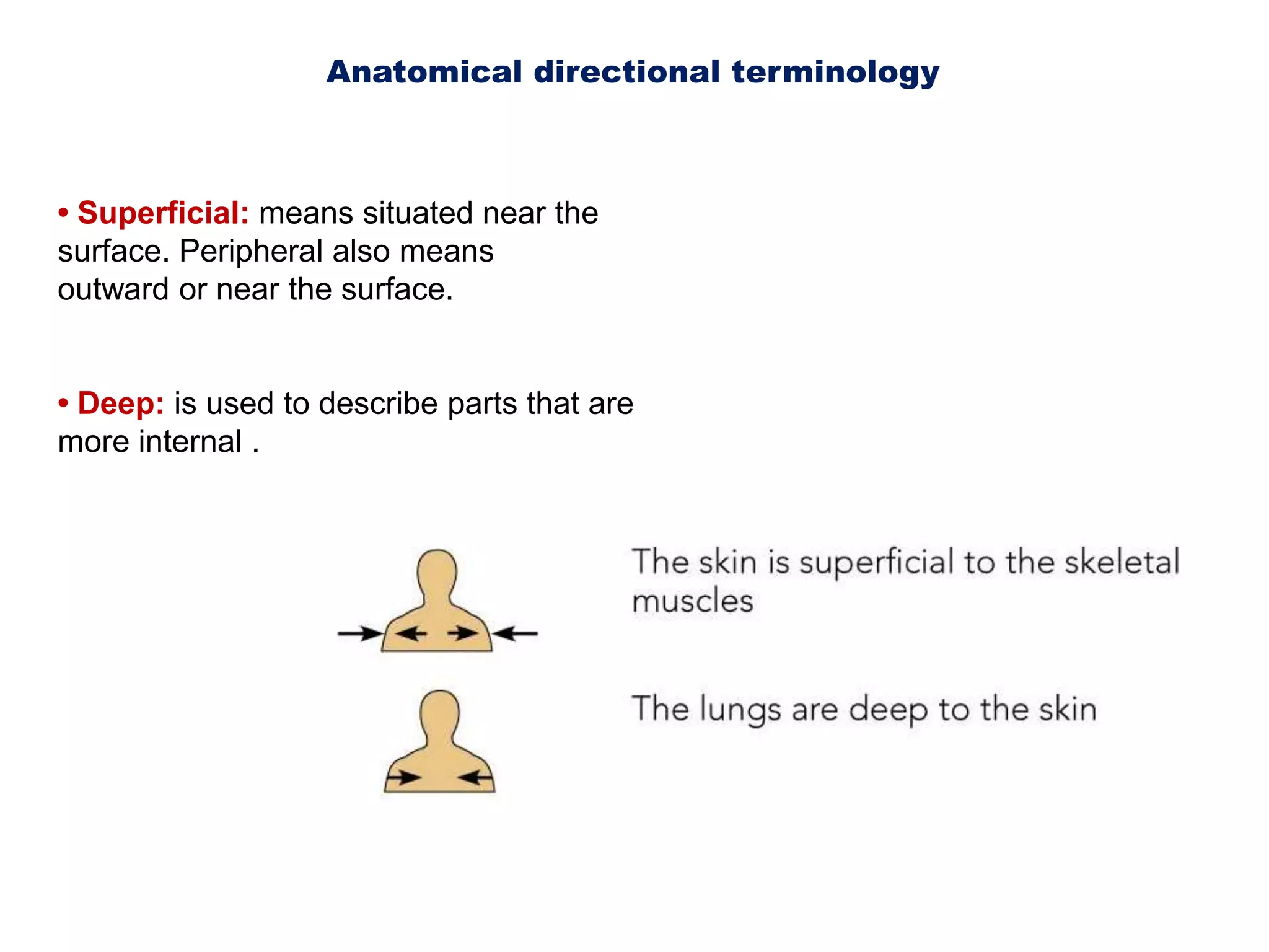 Anatomical directional terminology • Superficial: means situated near the surface. Peripheral also meansoutward or near the surface.• Deep: is used to describe parts that are more internal .