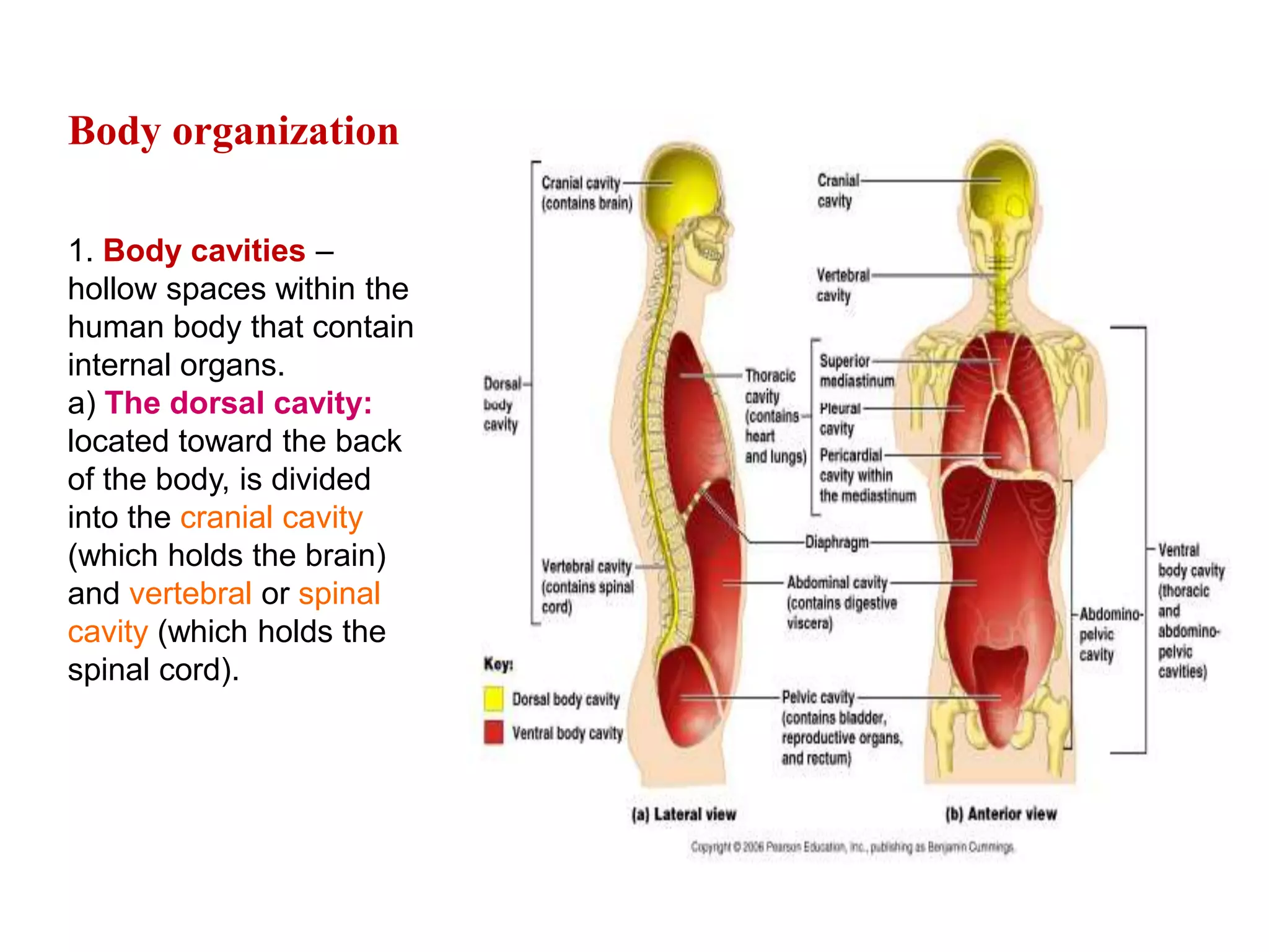                                    Body organization1. Body cavities – hollow spaces within the human body that containinternal organs.a) The dorsal cavity: located toward the back of the body, isdivided into the cranial cavity (which holds the brain) andvertebral or spinal cavity (which holds the spinal cord).