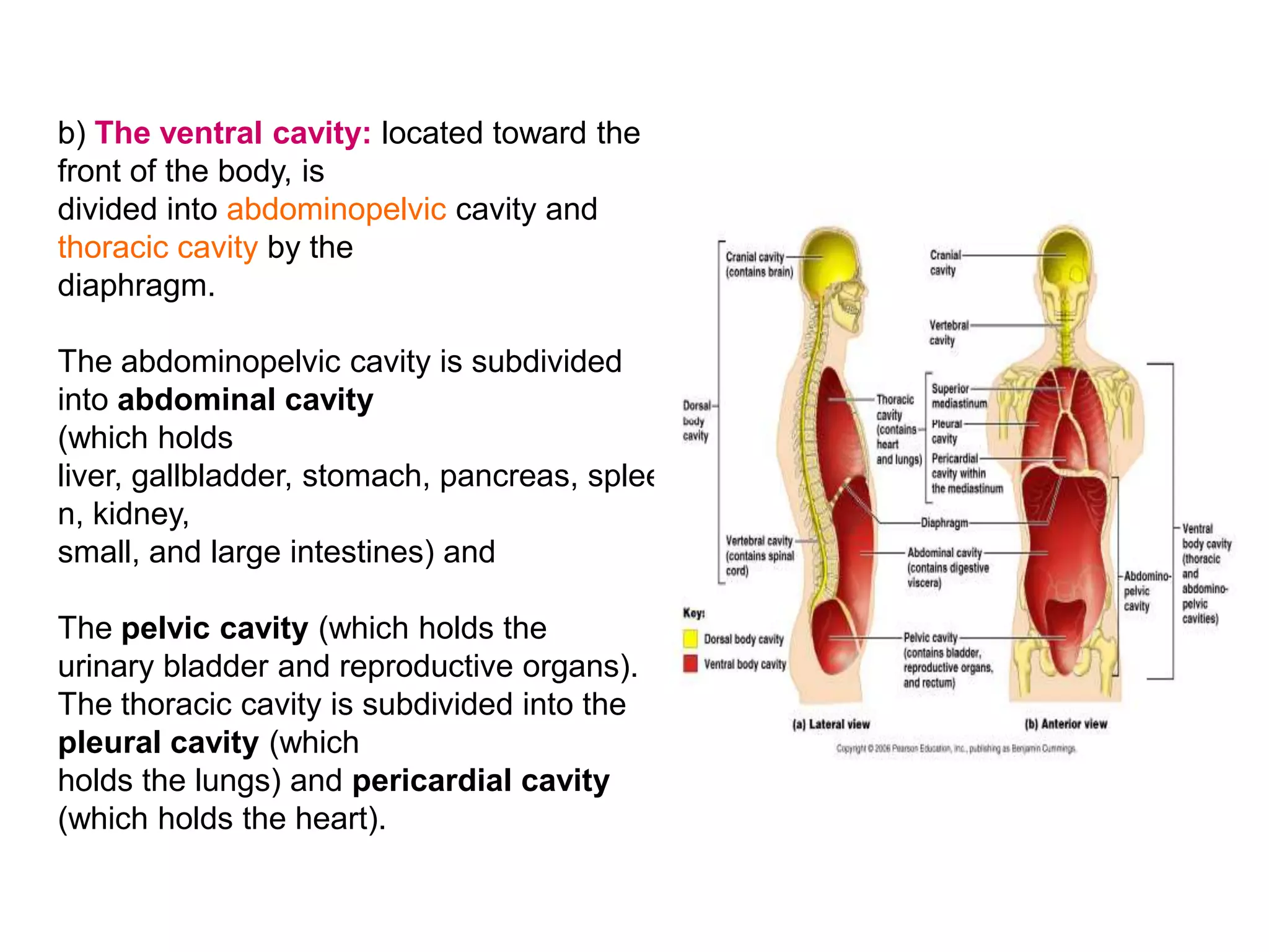 b) The ventral cavity: located toward the front of the body, isdivided into abdominopelviccavity and thoracic cavity by thediaphragm.The abdominopelvic cavity is subdivided into abdominal cavity(which holds liver, gallbladder, stomach, pancreas, spleen, kidney,small, and large intestines) and The pelvic cavity (which holds theurinary bladder and reproductive organs).The thoracic cavity is subdivided into the pleural cavity (whichholds the lungs) and pericardial cavity (which holds the heart).