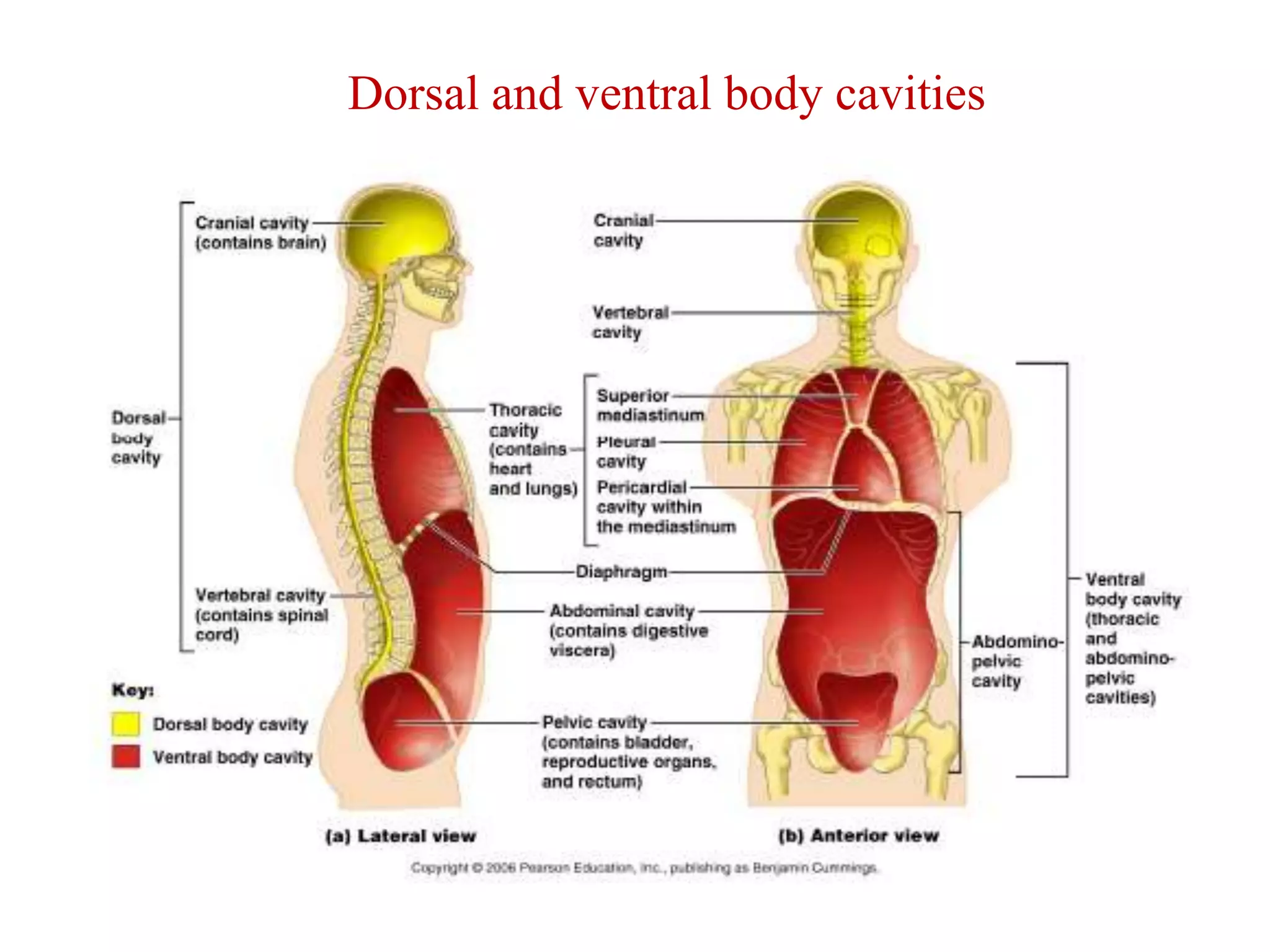 Dorsal and ventral body cavities