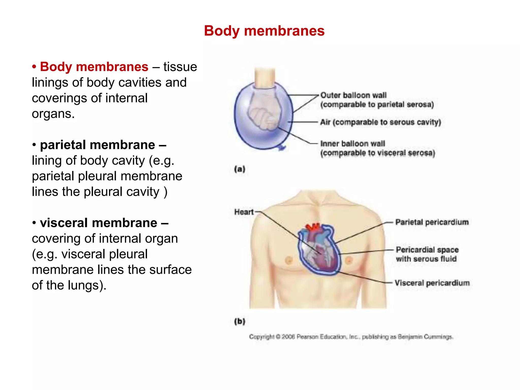 Body membranes• Body membranes – tissuelinings of body cavities andcoverings of internalorgans.• parietal membrane –lining of body cavity (e.g.parietal pleural membranelines the pleural cavity )• visceral membrane –covering of internal organ(e.g. visceral pleuralmembrane lines the surfaceof the lungs).
