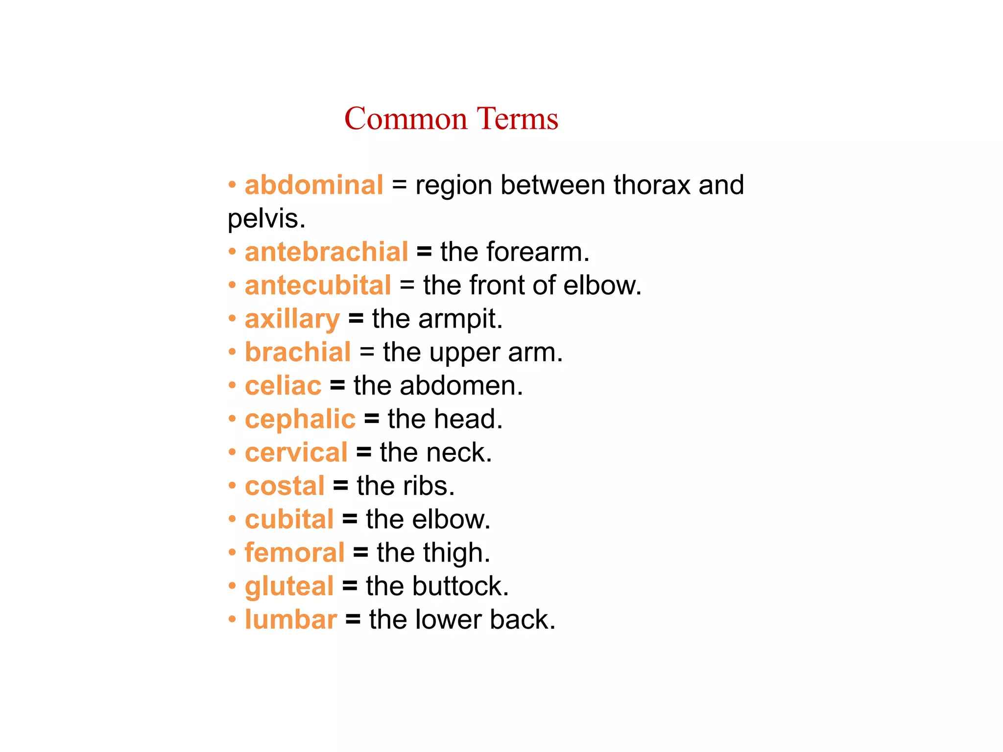               Common Terms• abdominal = region between thorax and pelvis.• antebrachial = the forearm.• antecubital= the front of elbow.• axillary = the armpit.• brachial = the upper arm.• celiac = the abdomen.• cephalic = the head.• cervical = the neck.• costal = the ribs.• cubital = the elbow.• femoral = the thigh.• gluteal = the buttock.• lumbar = the lower back.