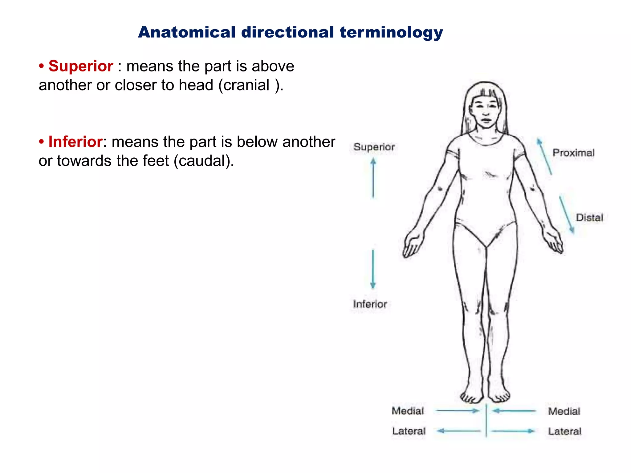Anatomical directional terminology • Superior : means the part is above another or closer to head (cranial ).• Inferior: means the part is below another or towards the feet (caudal).