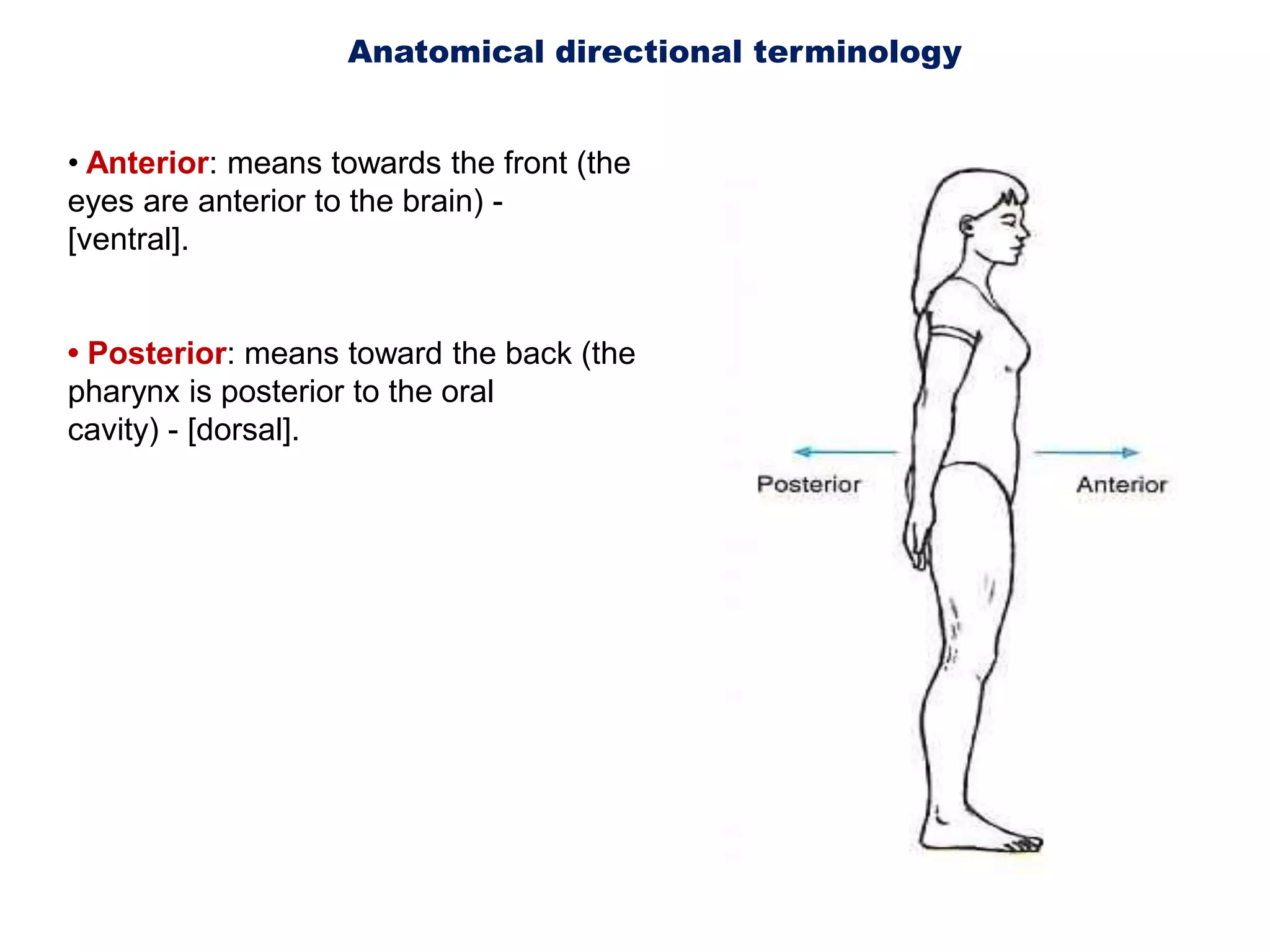 Anatomical directional terminology • Anterior: means towards the front (the eyes are anterior to the brain) -[ventral].• Posterior: means toward the back (the pharynx is posterior to the oralcavity) - [dorsal].