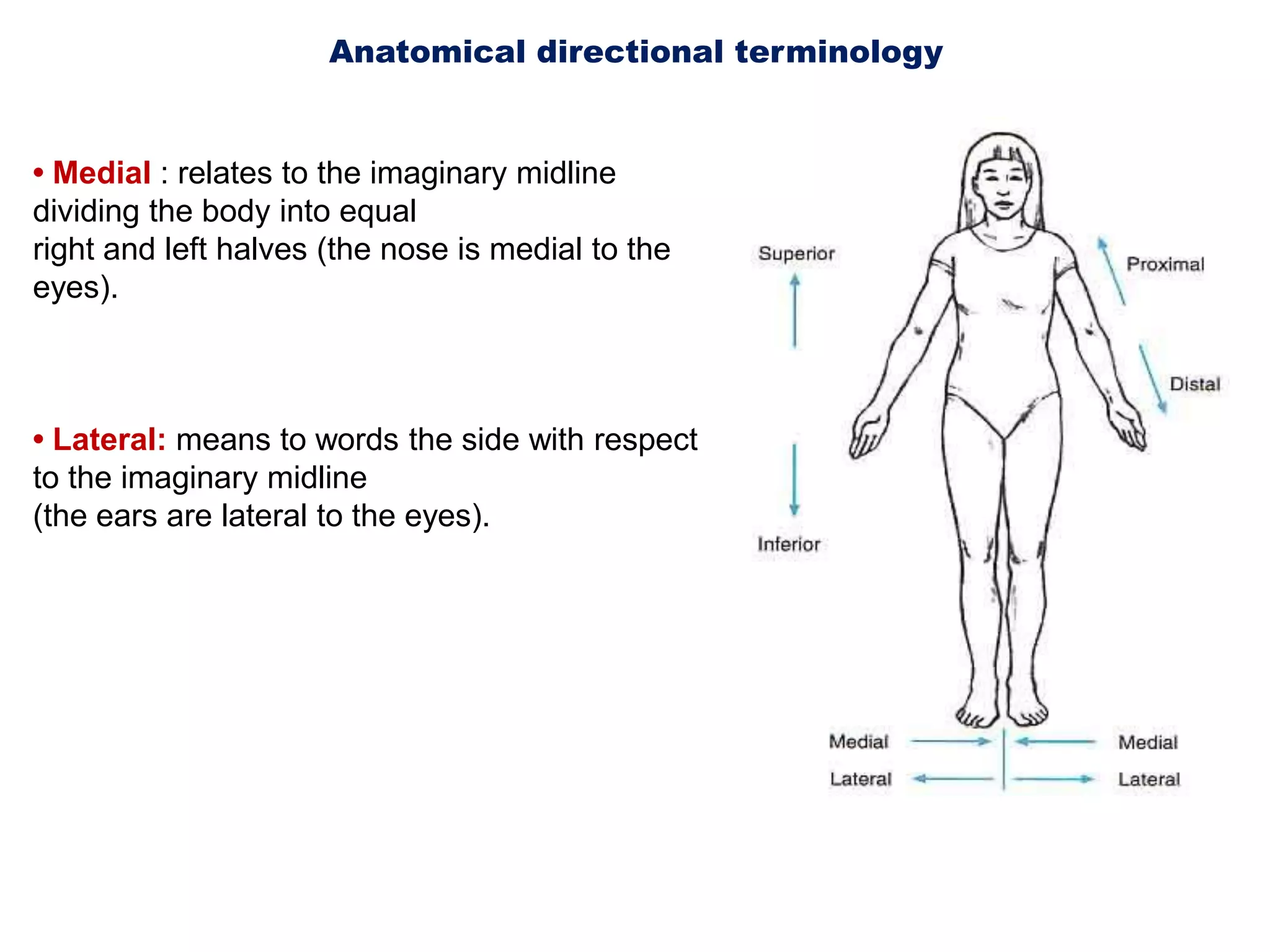 Anatomical directional terminology • Medial : relates to the imaginary midline dividing the body into equalright and left halves (the nose is medial to the eyes).• Lateral: means to words the side with respect to the imaginary midline(the ears are lateral to the eyes).