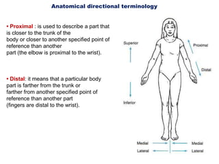 Introduction to anatomy | PPTX