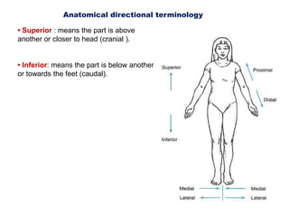Introduction to anatomy | PPTX