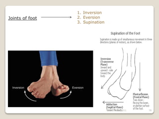 Inversion Joint Example Introduction to anatomy | PPT