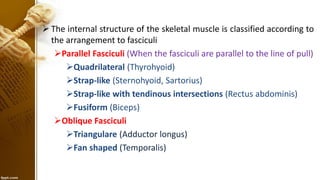 Parallel Muscle Shape Example Introduction to Anatomy (Easy) | PDF