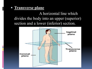Introduction to anatomy | PDF