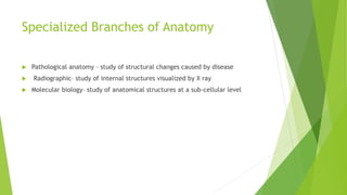 Specialized Branches of Anatomy
 Pathological anatomy – study of structural changes caused by disease
 Radiographic– study of internal structures visualized by X ray
 Molecular biology– study of anatomical structures at a sub-cellular level
 