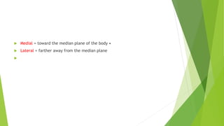  Medial = toward the median plane of the body •
 Lateral = farther away from the median plane

 
