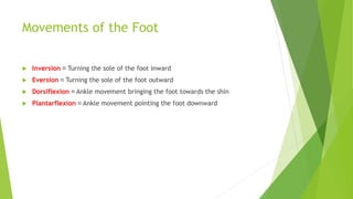 Movements of the Foot
 Inversion Turning the sole of the foot inward
 Eversion Turning the sole of the foot outward
 Dorsiflexion Ankle movement bringing the foot towards the shin
 Plantarflexion Ankle movement pointing the foot downward
 