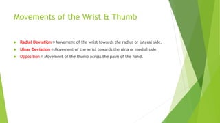 Movements of the Wrist & Thumb
 Radial Deviation Movement of the wrist towards the radius or lateral side.
 Ulnar Deviation Movement of the wrist towards the ulna or medial side.
 Opposition Movement of the thumb across the palm of the hand.
 