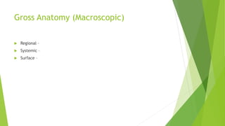 Gross Anatomy (Macroscopic)
 Regional –
 Systemic –
 Surface –
 