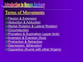 Supination and pronation are terms - Anatomy For Sculptors