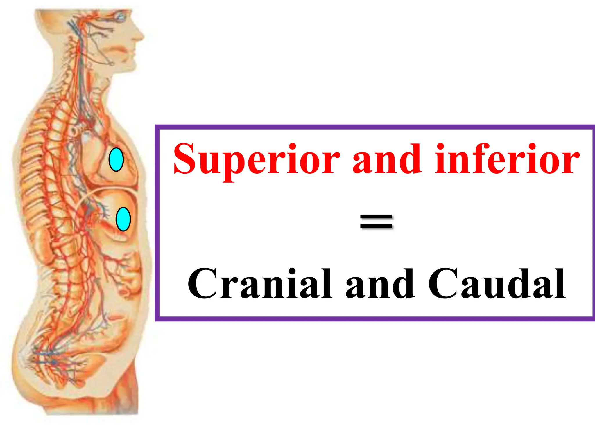 Introduction to Anatomy. DR. Ahmed Gamal.pdf