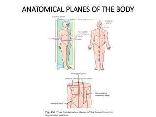 ANATOMICAL PLANES OF THE BODY
 