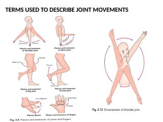 TERMS USED TO DESCRIBE JOINT MOVEMENTS
 