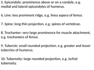 5. Epicondyle: prominence above or on a condyle, e.g.
medial and lateral epicondyles of humerus.
6. Line: less prominent ridge, e.g. linea aspera of femur.
7. Spine: long thin projection, e.g. spines of vertebrae.
8. Trochanter: very large prominence for muscle attachment,
e.g. trochanters of femur.
9. Tubercle: small rounded projection, e.g. greater and lesser
tubercles of humerus.
10. Tuberosity: large rounded projection, e.g. ischial
tuberosity.
 