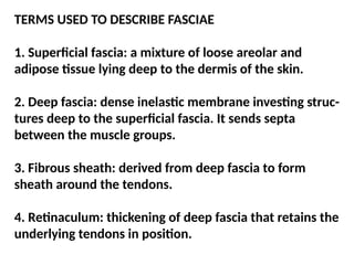 TERMS USED TO DESCRIBE FASCIAE
1. Superficial fascia: a mixture of loose areolar and
adipose tissue lying deep to the dermis of the skin.
2. Deep fascia: dense inelastic membrane investing struc-
tures deep to the superficial fascia. It sends septa
between the muscle groups.
3. Fibrous sheath: derived from deep fascia to form
sheath around the tendons.
4. Retinaculum: thickening of deep fascia that retains the
underlying tendons in position.
 