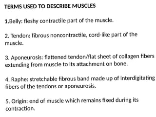 TERMS USED TO DESCRIBE MUSCLES
1.Belly: fleshy contractile part of the muscle.
2. Tendon: fibrous noncontractile, cord-like part of the
muscle.
3. Aponeurosis: flattened tendon/flat sheet of collagen fibers
extending from muscle to its attachment on bone.
4. Raphe: stretchable fibrous band made up of interdigitating
fibers of the tendons or aponeurosis.
5. Origin: end of muscle which remains fixed during its
contraction.
 