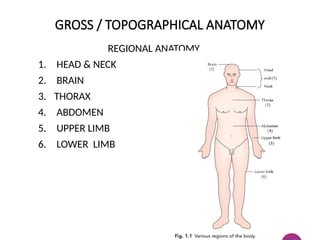 GROSS / TOPOGRAPHICAL ANATOMY
REGIONAL ANATOMY
1. HEAD & NECK
2. BRAIN
3. THORAX
4. ABDOMEN
5. UPPER LIMB
6. LOWER LIMB
 