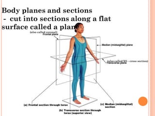 INTRODUCTION TO HUMAN body and ANATOMY.pdf