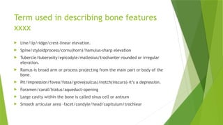 Sharp Ramus INTRODUCTION TO ANATOMY .pptx
