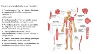 Introduction to Anatomy and human body.pptx