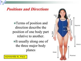Positions and Directions
Terms of position and
direction describe the
position of one body part
relative to another.
It usually along one of
the three major body
planes
 