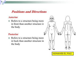 Positions and Directions
Anterior
 Refers to a structure being more
in front than another structure in
the body
Posterior
 Refers to a structure being more
in back than another structure in
the body
 