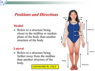 Positions and Directions
Medial
 Refers to a structure being
closer to the midline or median
plane of the body than another
structure of the body
Lateral
 Refers to a structure being
farther away from the midline
than another structure of the
body
 