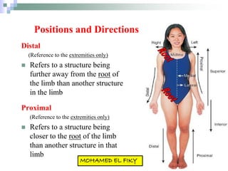 Positions and Directions
Distal
(Reference to the extremities only)
 Refers to a structure being
further away from the root of
the limb than another structure
in the limb
Proximal
(Reference to the extremities only)
 Refers to a structure being
closer to the root of the limb
than another structure in that
limb
 