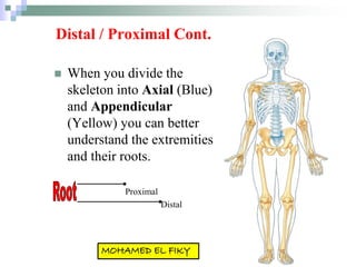 Distal / Proximal Cont.
 When you divide the
skeleton into Axial (Blue)
and Appendicular
(Yellow) you can better
understand the extremities
and their roots.
Proximal
Distal
 