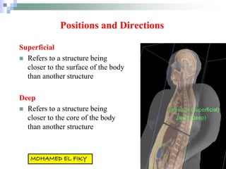Positions and Directions
Superficial
 Refers to a structure being
closer to the surface of the body
than another structure
Deep
 Refers to a structure being
closer to the core of the body
than another structure
 