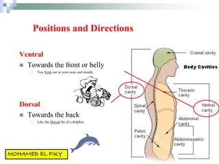 Positions and Directions
Ventral
 Towards the front or belly
 You Vent out or your nose and mouth.
Dorsal
 Towards the back
 Like the Dorsal fin of a dolphin.
 