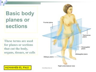 Basic body
planes or
sections
These terms are used
for planes or sections
that cut the body,
organs, tissues, or cells
 