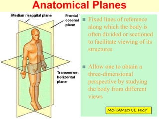 Anatomical Planes
 Fixed lines of reference
along which the body is
often divided or sectioned
to facilitate viewing of its
structures
 Allow one to obtain a
three-dimensional
perspective by studying
the body from different
views
 