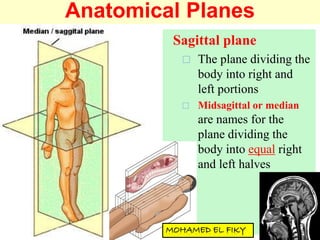 Anatomical Planes
Sagittal plane
 The plane dividing the
body into right and
left portions
 Midsagittal or median
are names for the
plane dividing the
body into equal right
and left halves
 