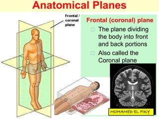 Anatomical Planes
Frontal (coronal) plane
 The plane dividing
the body into front
and back portions
 Also called the
Coronal plane
 
