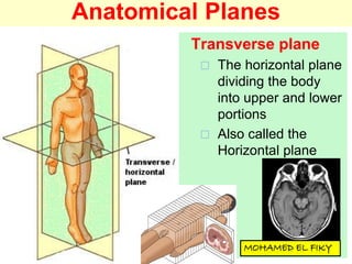 Anatomical Planes
Transverse plane
 The horizontal plane
dividing the body
into upper and lower
portions
 Also called the
Horizontal plane
 