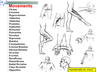 Movements
Flexion
Extension
Hyperextension
Adduction
Abduction
Prontaion
Supination
Retraction
Protraction
Elevation
Depression
Rotation
Circumduction
External Rotation
Internal Rotation
Inversion
Eversion
Dorsiflexion
Plantarflexion
Radial Deviation
Ulnar Deviation
Opposition
 