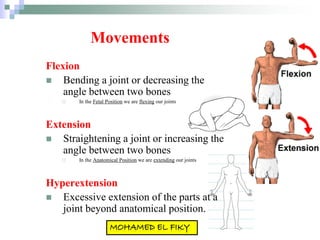 Movements
Flexion
 Bending a joint or decreasing the
angle between two bones
 In the Fetal Position we are flexing our joints
Extension
 Straightening a joint or increasing the
angle between two bones
 In the Anatomical Position we are extending our joints
Hyperextension
 Excessive extension of the parts at a
joint beyond anatomical position.
 