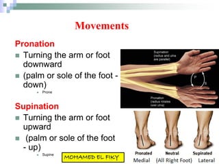 Movements
Pronation
 Turning the arm or foot
downward
 (palm or sole of the foot -
down)
 Prone
Supination
 Turning the arm or foot
upward
 (palm or sole of the foot
- up)
 Supine
 