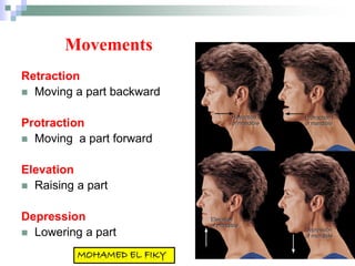 Movements
Retraction
 Moving a part backward
Protraction
 Moving a part forward
Elevation
 Raising a part
Depression
 Lowering a part
 