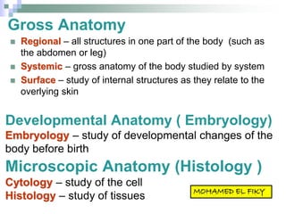 Gross Anatomy
 Regional – all structures in one part of the body (such as
the abdomen or leg)
 Systemic – gross anatomy of the body studied by system
 Surface – study of internal structures as they relate to the
overlying skin
Developmental Anatomy ( Embryology)
Embryology – study of developmental changes of the
body before birth
Microscopic Anatomy (Histology )
Cytology – study of the cell
Histology – study of tissues
 